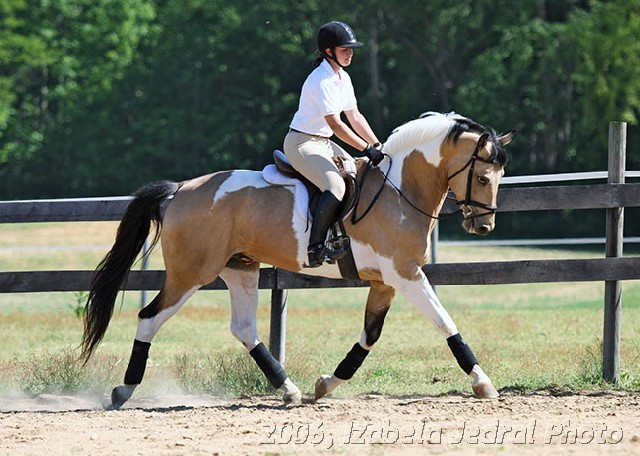 Buckskin Paint Horse